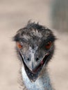 Ostrich head full face Royalty Free Stock Photo