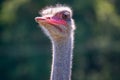 Ostrich head on green nature background Royalty Free Stock Photo