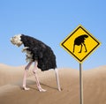 Ostrich with head hidden in sand with warning traffic sign Royalty Free Stock Photo