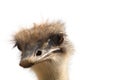Ostrich head isolated