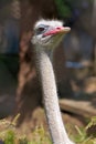 Ostrich