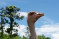 Ostrich head and nature Royalty Free Stock Photo