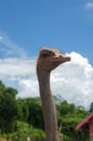 Ostrich head and nature Royalty Free Stock Photo