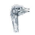 Ostrich. Head of ostrich isolated