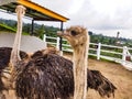 Ostrich, the head of a ostrich peeps from behind and side the fence, in the corral, portrait of a african ostrich, big eyelashes