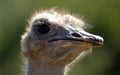 Ostrich head portrait