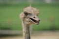 Ostrich head. Portrait. Royalty Free Stock Photo