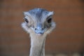 Ostrich head portrait