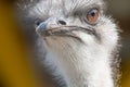 Ostrich head, portrait, selective focus. close up Royalty Free Stock Photo