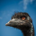 Ostrich head with the red eyes Royalty Free Stock Photo