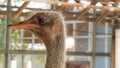 The ostrich head from the side view Royalty Free Stock Photo
