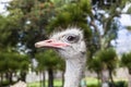Ostrich head Royalty Free Stock Photo