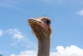 Ostrich head and sky Royalty Free Stock Photo
