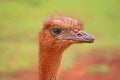 Ostrich Head The Wary Eye