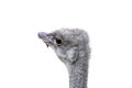 Ostrich head on a white background close-up Royalty Free Stock Photo