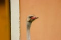 ostrich head through the window Royalty Free Stock Photo