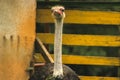 ostrich head through the window Royalty Free Stock Photo