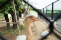 Ostrich head in the zoo in Sriayuthaya Lion Park , focus selective