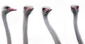 Ostrich heads Royalty Free Stock Photo