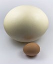 Ostrich and Hen eggs Royalty Free Stock Photo