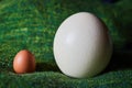 Ostrich and hen`s egg compared Royalty Free Stock Photo