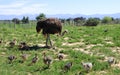 Ostrich with her chicks in the field