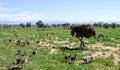 Ostrich with her chicks in the field