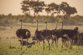 Ostrich herd on savanna plain Royalty Free Stock Photo