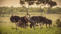 Ostrich herd on savanna plain Royalty Free Stock Photo