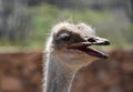 Ostrich With His Beak Wide Open in a Squawk Royalty Free Stock Photo