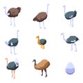 Ostrich icons set, isometric style Royalty Free Stock Photo