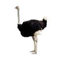 Ostrich