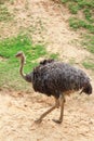 Ostrich Royalty Free Stock Photo