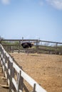 Ostrich at Curacao Ostrich Farm