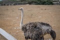 Ostrich inside fence