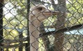 OSTRICH Inside the wire web is its neck and its eyes are beautiful.