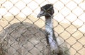 OSTRICH Inside the wire web is its neck and its eyes