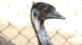 OSTRICH Inside the wire web is its neck and its eyes