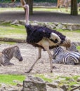 Large Ostrich is running inside a Zebra herd