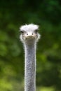 Ostrich isolated on green background