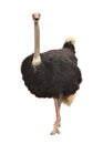 Ostrich isolated Royalty Free Stock Photo