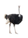 Ostrich isolated Royalty Free Stock Photo