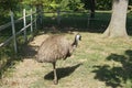 Ostrich Royalty Free Stock Photo