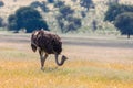 Ostrich, in Kalahari,South Africa wildlife safari Royalty Free Stock Photo