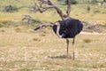 Ostrich, in Kalahari,South Africa wildlife safari Royalty Free Stock Photo