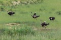 Ostrich, in Kalahari,South Africa wildlife safari Royalty Free Stock Photo