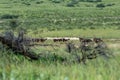 Ostrich, in Kalahari,South Africa wildlife safari Royalty Free Stock Photo