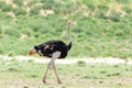 Ostrich, in Kalahari,South Africa wildlife safari Royalty Free Stock Photo