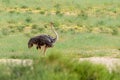 Ostrich, in Kalahari,South Africa wildlife safari Royalty Free Stock Photo