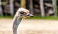 Ostrich keeps a waery eye. Auckland Zoo, Auckland, New Zealand Royalty Free Stock Photo